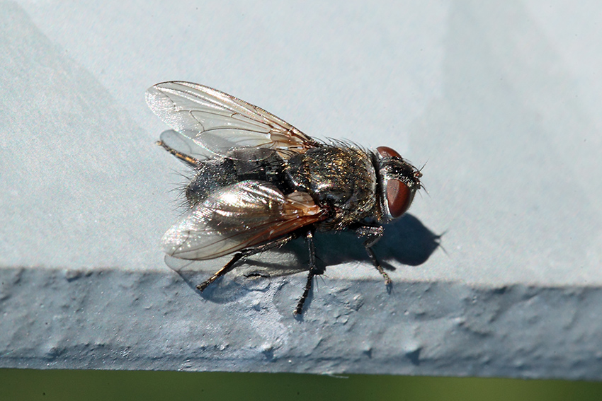 Pollenia sp. femmina (Calliphoridae)